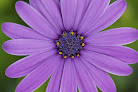 Negocio Flor Desertum